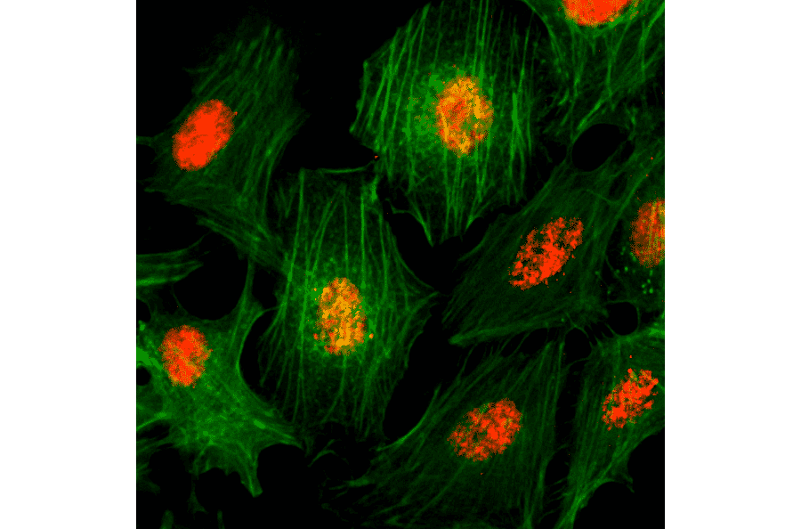 Immunocytochemistry - Anti-pan Histone H3 Antibody [RM188] (A121234) - Antibodies.com