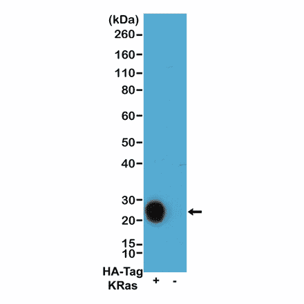 Western Blot - Anti-HA Tag Antibody (Biotin) [RM305] (A121320) - Antibodies.com