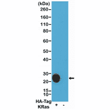 Western Blot - Anti-HA Tag Antibody (Biotin) [RM305] (A121320) - Antibodies.com