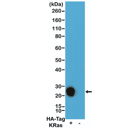 Western Blot - Anti-HA Tag Antibody [RM305] (A121321) - Antibodies.com