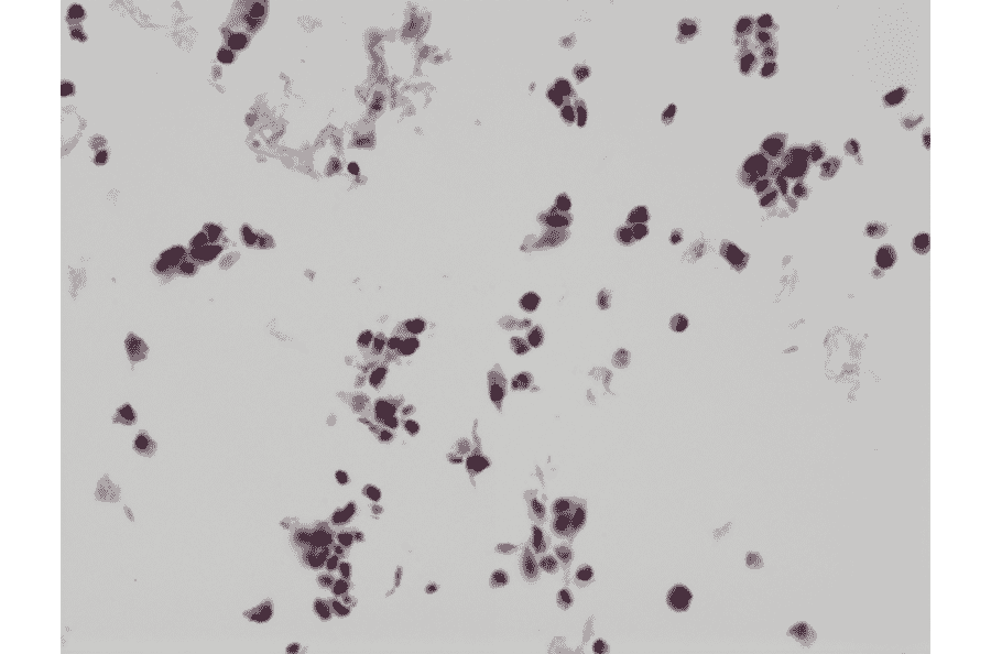 Immunohistochemistry - Anti-HA Tag Antibody [RM305] (A121379) - Antibodies.com