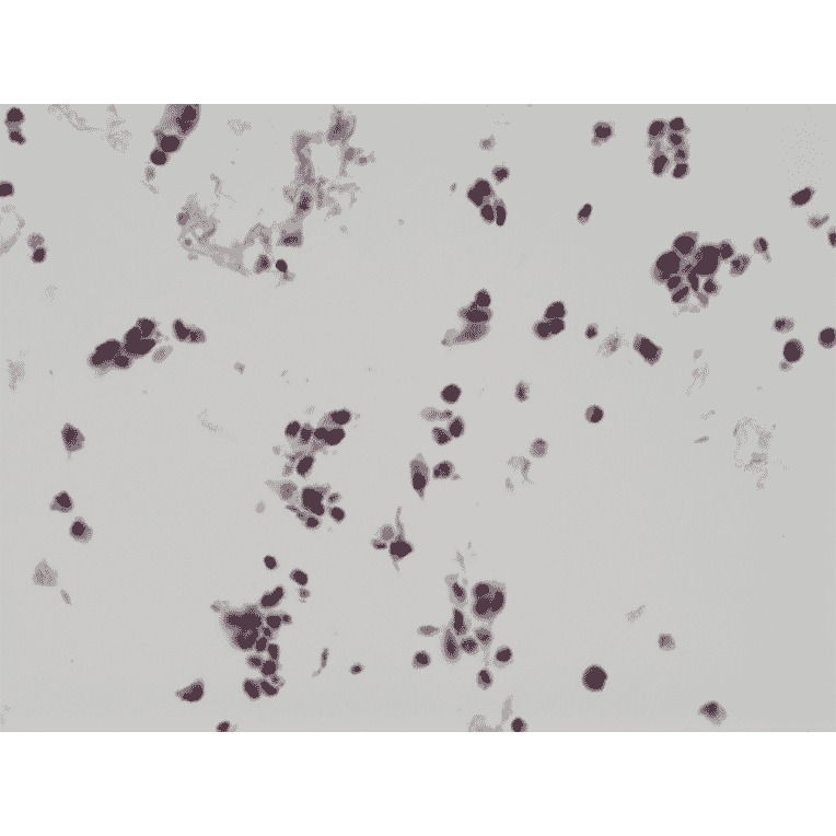 Immunohistochemistry - Anti-HA Tag Antibody [RM305] (A121379) - Antibodies.com