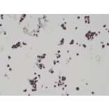 Immunohistochemistry - Anti-HA Tag Antibody [RM305] (A121379) - Antibodies.com