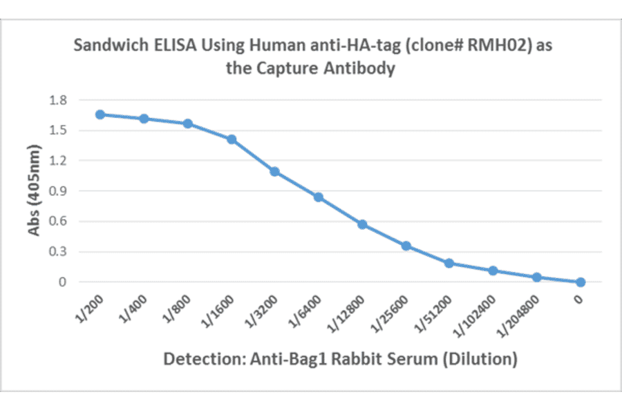 ELISA - Anti-HA Tag Antibody [RMH02] (A121359) - Antibodies.com