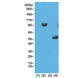Western Blot - Anti-His Tag Antibody [RM146] (A121323) - Antibodies.com
