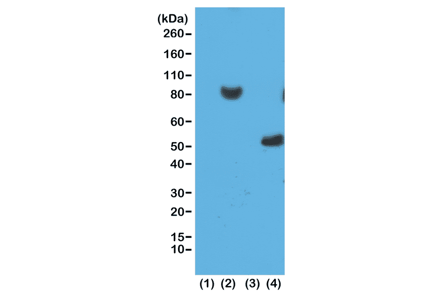 Western Blot - Anti-His Tag Antibody [RM146] (A121323) - Antibodies.com