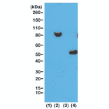 Western Blot - Anti-His Tag Antibody [RM146] (A121323) - Antibodies.com