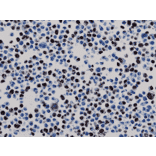 Immunohistochemistry - Anti-His Tag Antibody [RM146] (A121223) - Antibodies.com