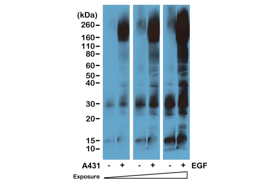 Western Blot - Anti-Phosphothreonine Antibody [RM111] (A121324) - Antibodies.com