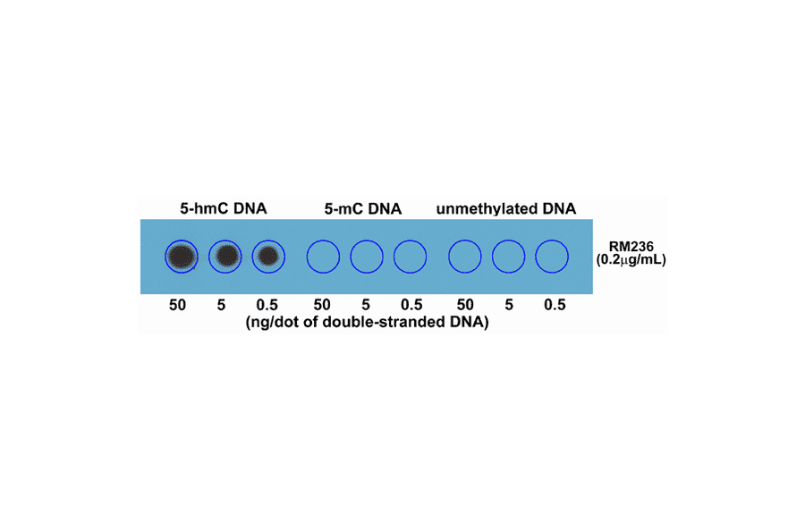 Dot Blot - Anti-5-hydroxymethylcytosine Antibody [RM236] (A121325) - Antibodies.com