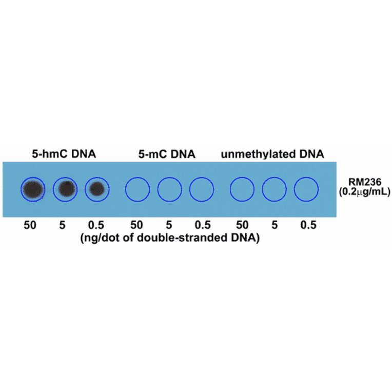 Dot Blot - Anti-5-hydroxymethylcytosine Antibody [RM236] (A121325) - Antibodies.com