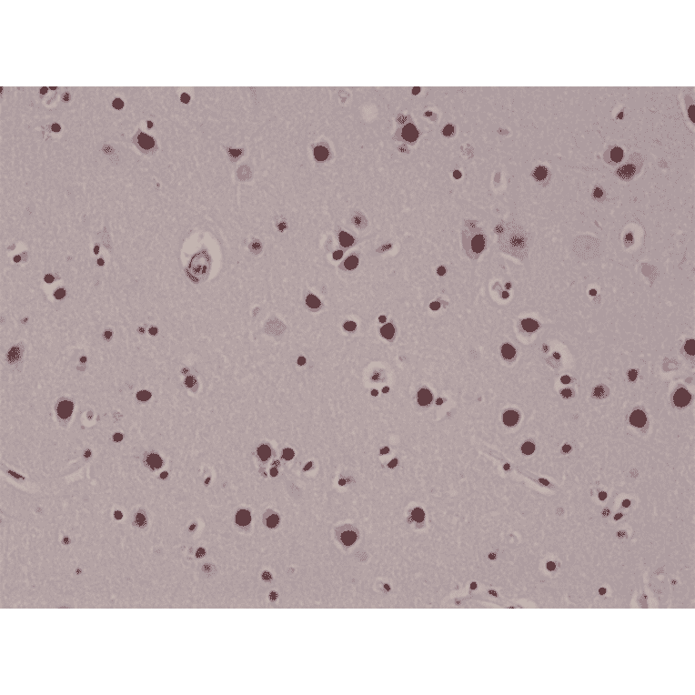 Immunohistochemistry - Anti-5-hydroxymethylcytosine Antibody [RM236] (A121325) - Antibodies.com
