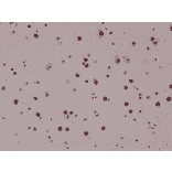 Immunohistochemistry - Anti-5-hydroxymethylcytosine Antibody [RM236] (A121325) - Antibodies.com