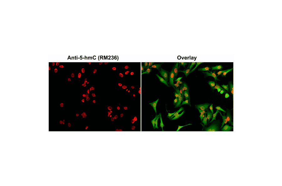 Immunocytochemistry - Anti-5-hydroxymethylcytosine Antibody [RM236] (A121325) - Antibodies.com