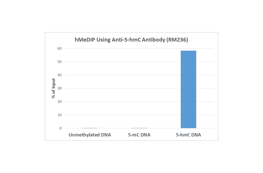 Methylated DNA Immunoprecipitation - Anti-5-hydroxymethylcytosine Antibody [RM236] (A121325) - Antibodies.com