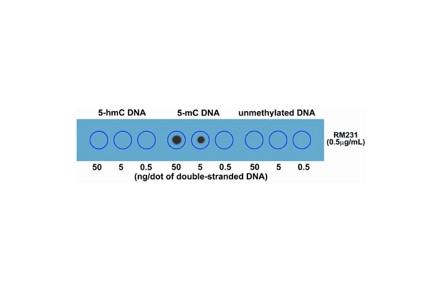 Dot Blot - Anti-5-hydroxymethylcytosine Antibody [RM231] (A121326) - Antibodies.com