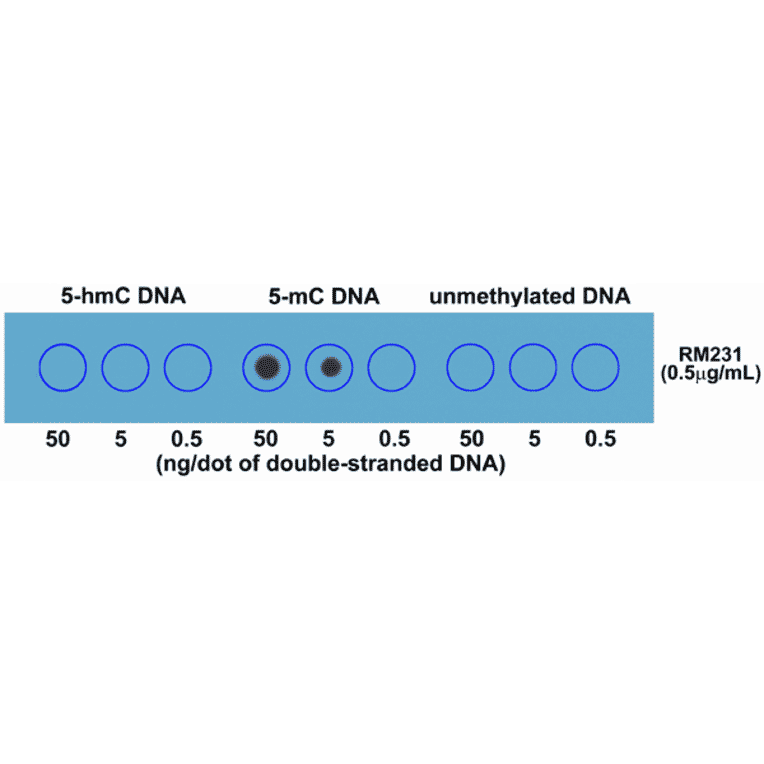 Dot Blot - Anti-5-hydroxymethylcytosine Antibody [RM231] (A121326) - Antibodies.com