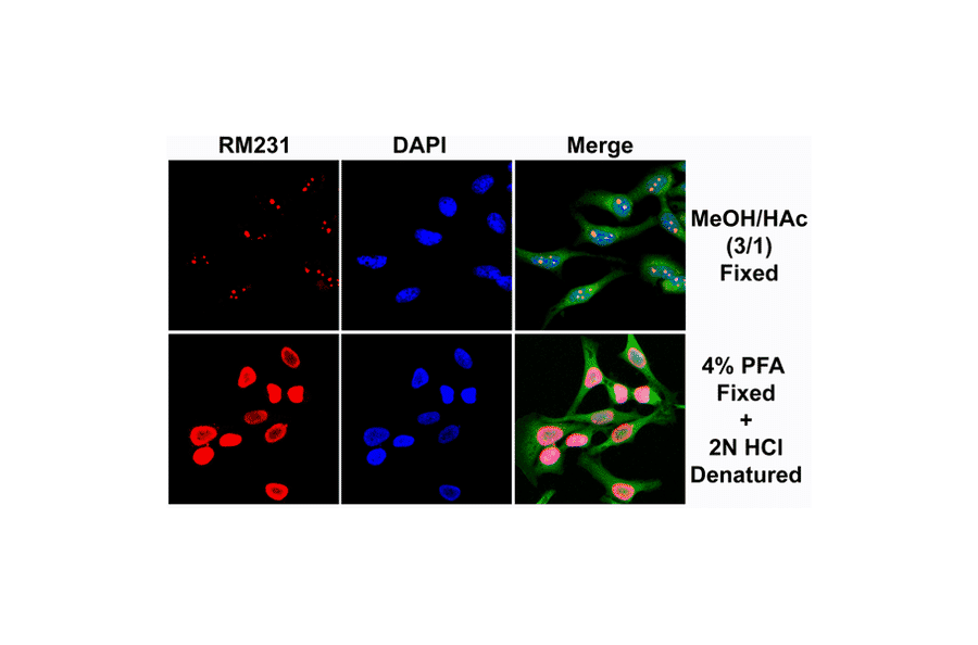 Immunocytochemistry - Anti-5-hydroxymethylcytosine Antibody [RM231] (A121326) - Antibodies.com