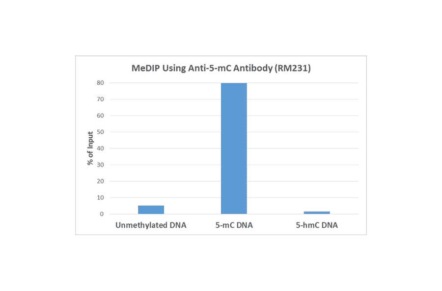 Methylated DNA Immunoprecipitation - Anti-5-hydroxymethylcytosine Antibody [RM231] (A121326) - Antibodies.com