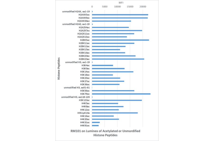Immunoprecipitation - Anti-acetylated Lysine Antibody [RM101] (A121327) - Antibodies.com