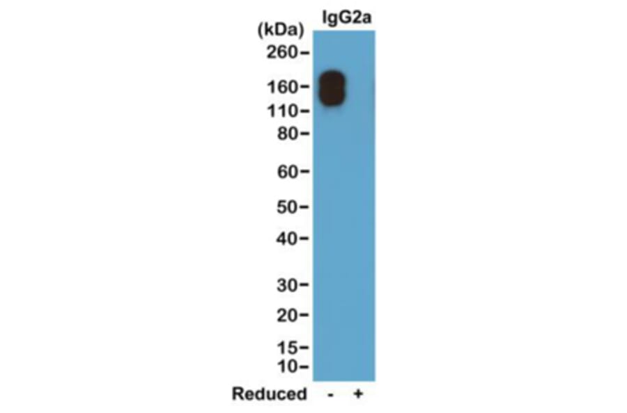 Western Blot - Anti-Mouse IgG2a Kappa Antibody [RM107] (A121330) - Antibodies.com