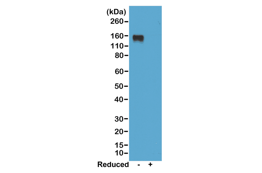 Western Blot - Anti-Mouse IgG2a Antibody [RM219] (A121331) - Antibodies.com
