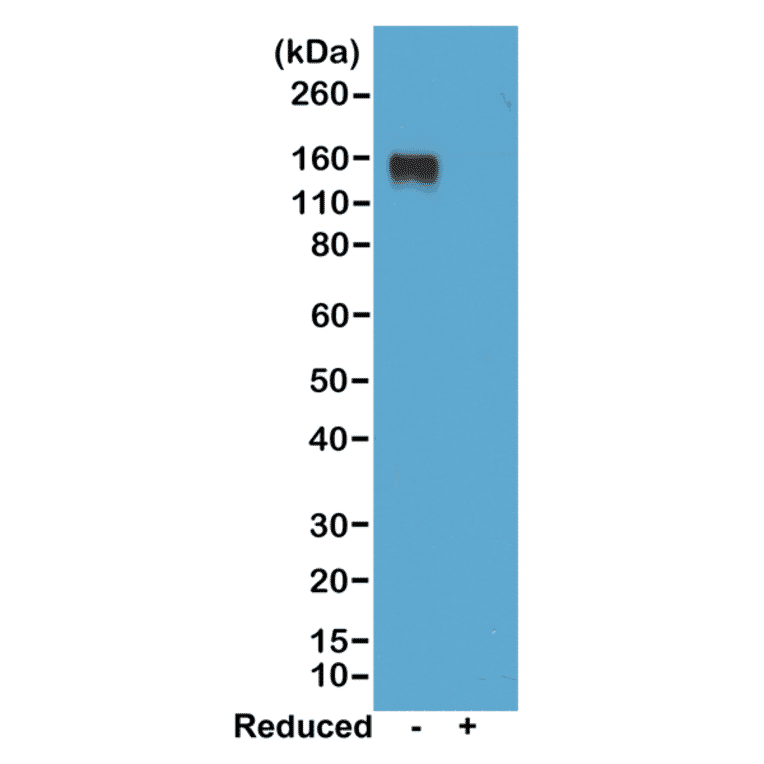 Western Blot - Anti-Mouse IgG2a Antibody [RM219] (A121331) - Antibodies.com