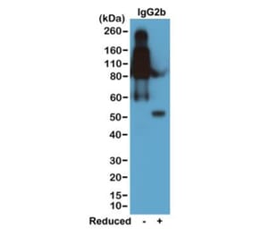Western Blot - Anti-Mouse IgG2b Antibody [RM108] (A121332) - Antibodies.com