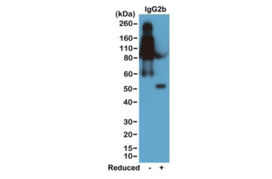 Western Blot - Anti-Mouse IgG2b Antibody [RM108] (A121332) - Antibodies.com