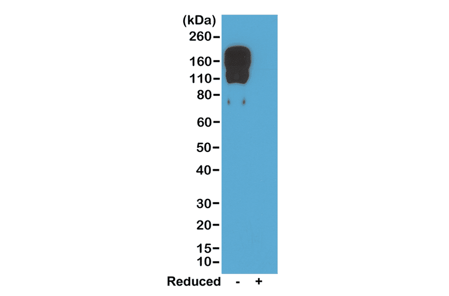 Western Blot - Anti-Mouse IgG2c Antibody [RM223] (A121334) - Antibodies.com