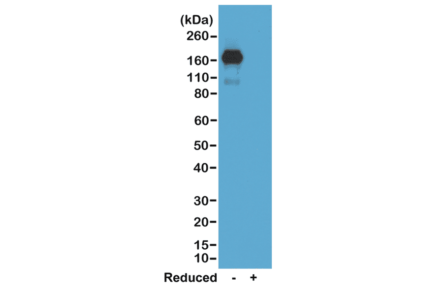 Western Blot - Anti-Mouse IgA Antibody [RM220] (A121336) - Antibodies.com