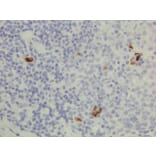 Immunohistochemistry - Anti-Human IgG3 Antibody [RM119] (A121339) - Antibodies.com