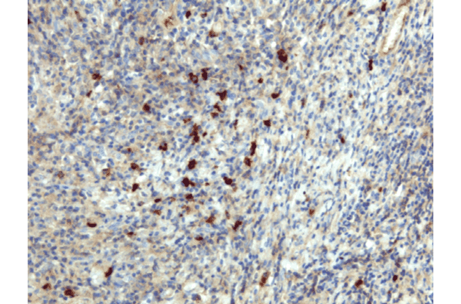 Immunohistochemistry - Anti-Human IgA Antibody [RM128] (A121345) - Antibodies.com
