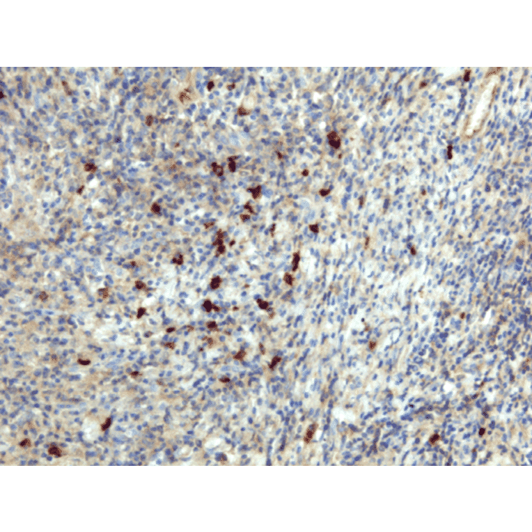 Immunohistochemistry - Anti-Human IgA Antibody [RM128] (A121345) - Antibodies.com