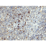 Immunohistochemistry - Anti-Human IgA Antibody [RM128] (A121345) - Antibodies.com