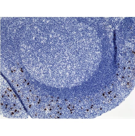 Immunohistochemistry - Anti-Human IgA2 Antibody [RM125] (A121349) - Antibodies.com