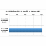 Multiplex Immunoassay - Anti-Histone H3 Antibody [RM190] (A121319) - Antibodies.com