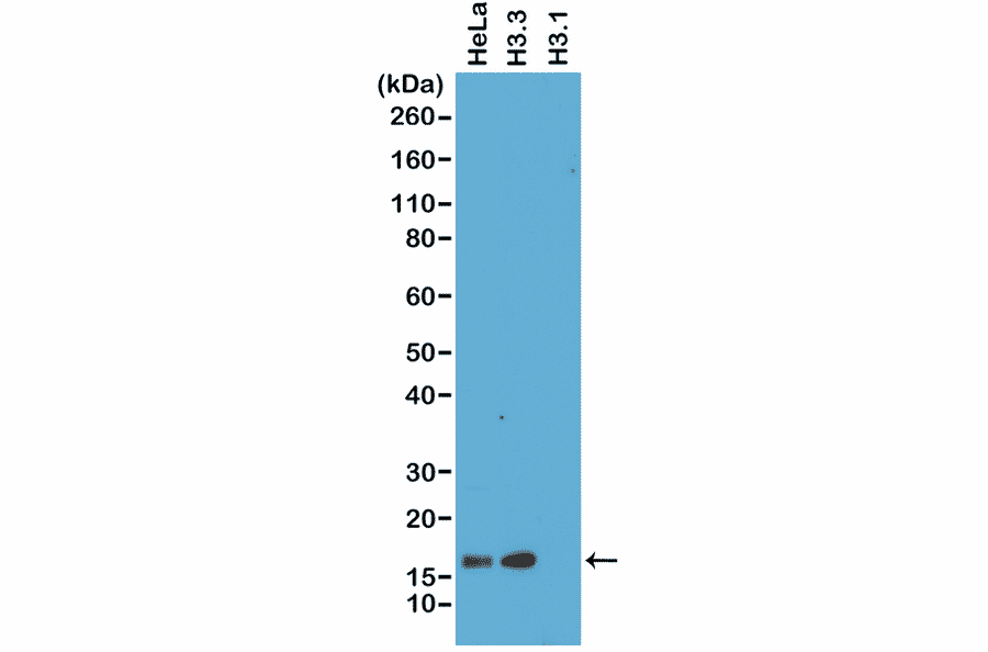 Western Blot - Anti-Histone H3 Antibody [RM190] (A121350) - Antibodies.com
