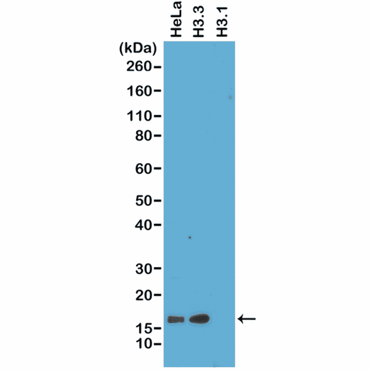 Western Blot - Anti-Histone H3 Antibody [RM190] (A121350) - Antibodies.com