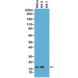 Western Blot - Anti-Histone H3 Antibody [RM190] (A121350) - Antibodies.com