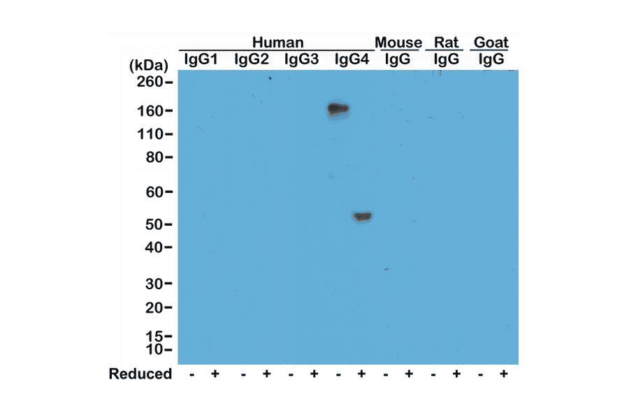 Western Blot - Anti-Human IgG4 Antibody [RM120] (A121351) - Antibodies.com