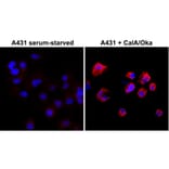 Immunocytochemistry - Anti-Phosphothreonine Antibody [RM102] (A121290) - Antibodies.com