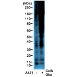 Western Blot - Anti-Phosphothreonine Antibody [RM102] (A121354) - Antibodies.com