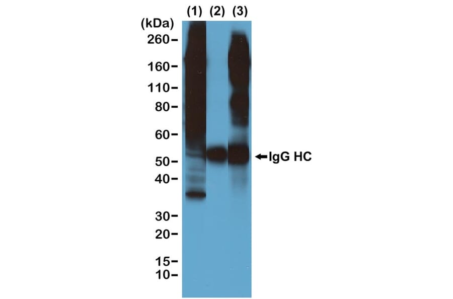 Immunoprecipitation - Anti-Phosphothreonine Antibody [RM102] (A121354) - Antibodies.com
