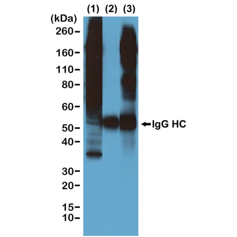 Immunoprecipitation - Anti-Phosphothreonine Antibody [RM102] (A121354) - Antibodies.com