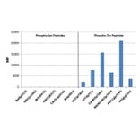 Multiplex Immunoassay - Anti-Phosphothreonine Antibody [RM102] (A121354) - Antibodies.com