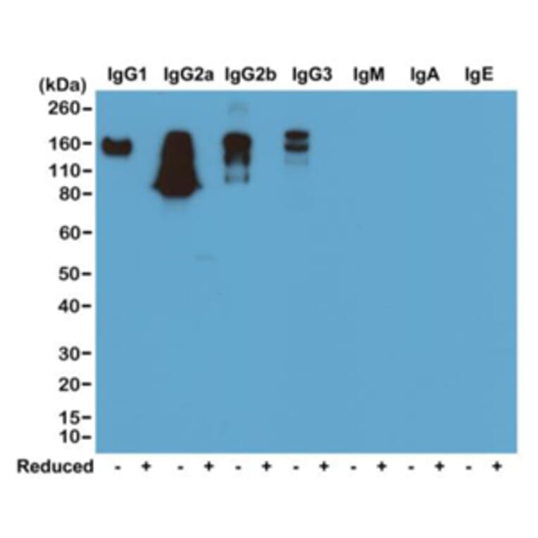 Western Blot - Anti-Mouse IgG Antibody [RM104] (A121355) - Antibodies.com