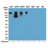Western Blot - Anti-Mouse IgG Antibody [RM104] (A121355) - Antibodies.com