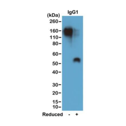 Western Blot - Anti-Mouse IgG Antibody [RM106] (A121356) - Antibodies.com
