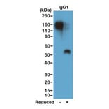 Western Blot - Anti-Mouse IgG Antibody [RM106] (A121356) - Antibodies.com